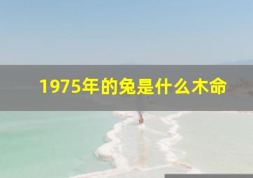 1975年的兔是什么木命