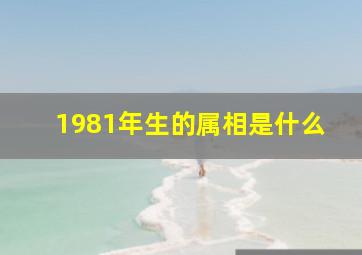 1981年生的属相是什么