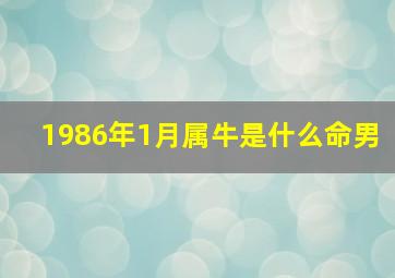 1986年1月属牛是什么命男