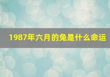 1987年六月的兔是什么命运