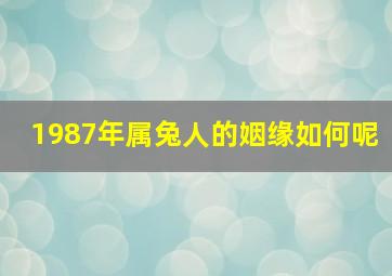 1987年属兔人的姻缘如何呢