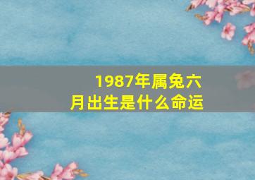 1987年属兔六月出生是什么命运