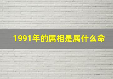 1991年的属相是属什么命