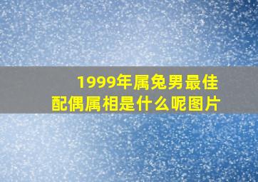 1999年属兔男最佳配偶属相是什么呢图片