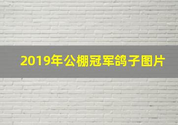 2019年公棚冠军鸽子图片