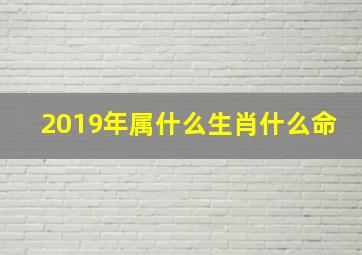 2019年属什么生肖什么命