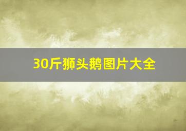 30斤狮头鹅图片大全