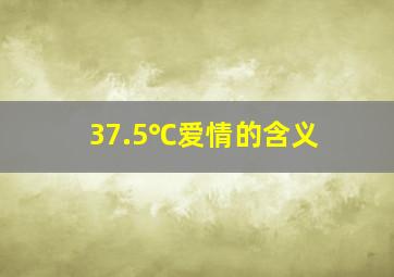 37.5℃爱情的含义