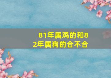 81年属鸡的和82年属狗的合不合