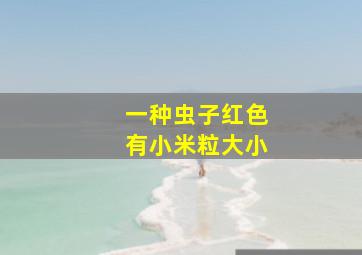 一种虫子红色有小米粒大小