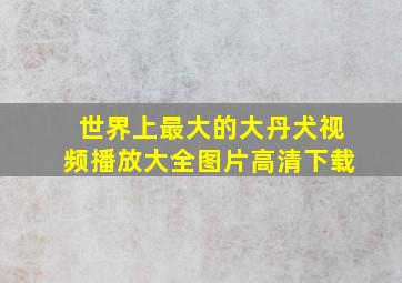 世界上最大的大丹犬视频播放大全图片高清下载