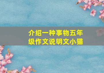 介绍一种事物五年级作文说明文小猫