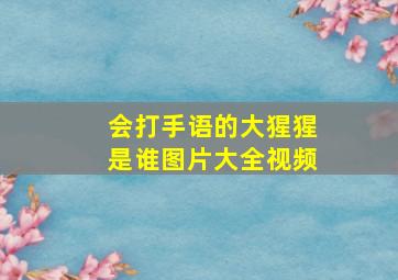 会打手语的大猩猩是谁图片大全视频