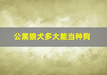 公黑狼犬多大能当种狗