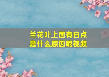 兰花叶上面有白点是什么原因呢视频