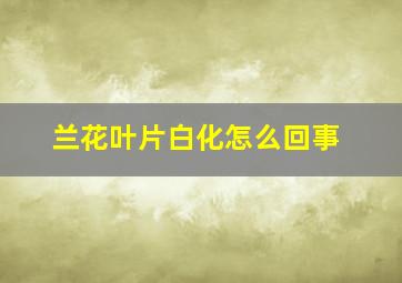 兰花叶片白化怎么回事