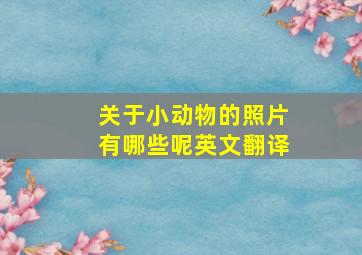 关于小动物的照片有哪些呢英文翻译