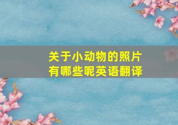 关于小动物的照片有哪些呢英语翻译