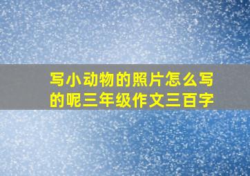 写小动物的照片怎么写的呢三年级作文三百字