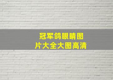 冠军鸽眼睛图片大全大图高清