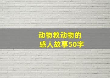 动物救动物的感人故事50字