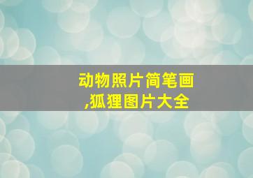 动物照片简笔画,狐狸图片大全