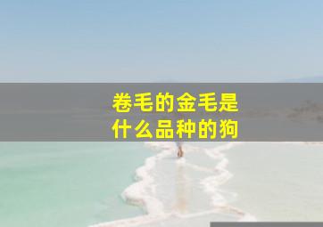 卷毛的金毛是什么品种的狗