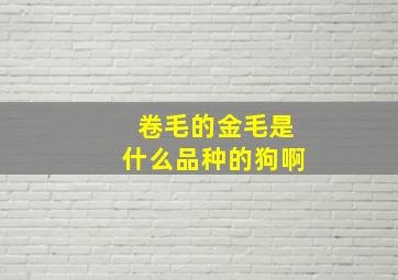 卷毛的金毛是什么品种的狗啊