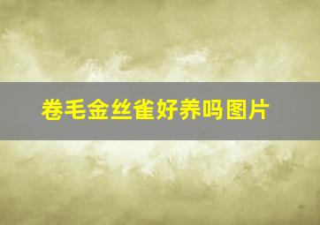 卷毛金丝雀好养吗图片