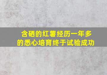 含硒的红薯经历一年多的悉心培育终于试验成功