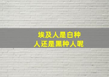 埃及人是白种人还是黑种人呢