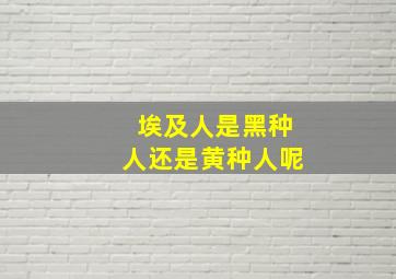 埃及人是黑种人还是黄种人呢