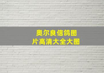 奥尔良信鸽图片高清大全大图