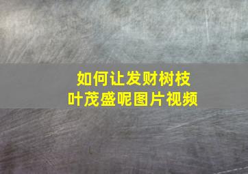 如何让发财树枝叶茂盛呢图片视频