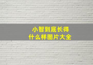 小智到底长得什么样图片大全