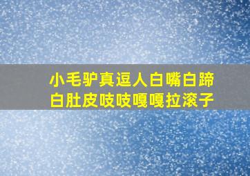 小毛驴真逗人白嘴白蹄白肚皮吱吱嘎嘎拉滚子