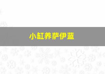 小缸养萨伊蓝