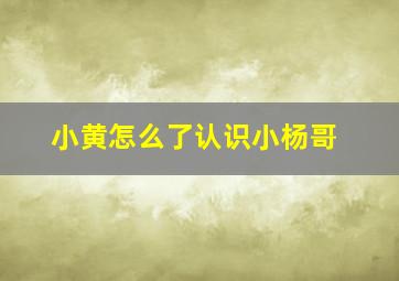 小黄怎么了认识小杨哥