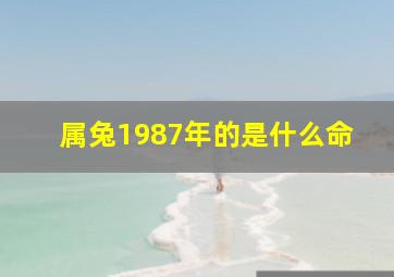 属兔1987年的是什么命