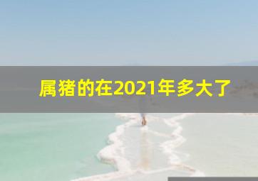 属猪的在2021年多大了