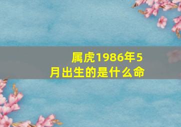 属虎1986年5月出生的是什么命