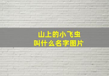 山上的小飞虫叫什么名字图片