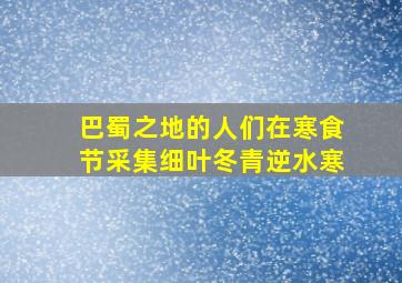 巴蜀之地的人们在寒食节采集细叶冬青逆水寒