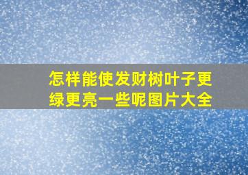 怎样能使发财树叶子更绿更亮一些呢图片大全