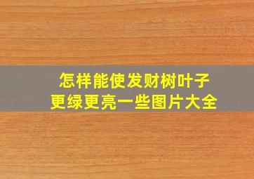 怎样能使发财树叶子更绿更亮一些图片大全