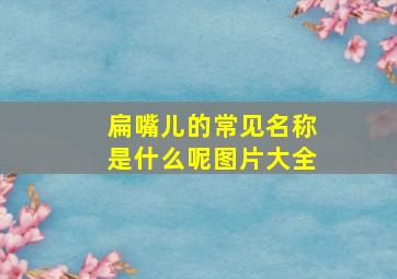 扁嘴儿的常见名称是什么呢图片大全