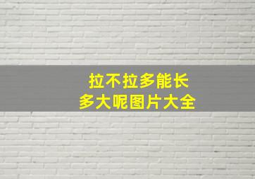 拉不拉多能长多大呢图片大全