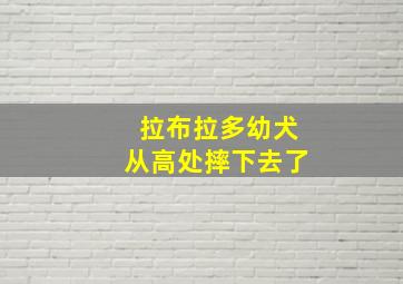 拉布拉多幼犬从高处摔下去了