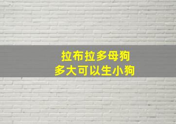 拉布拉多母狗多大可以生小狗