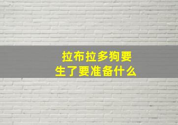 拉布拉多狗要生了要准备什么